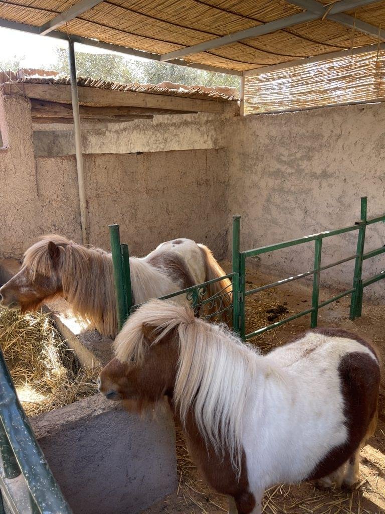 0B7CECAF-B33E-494C-84DF-44D1C44C498C-768x1024